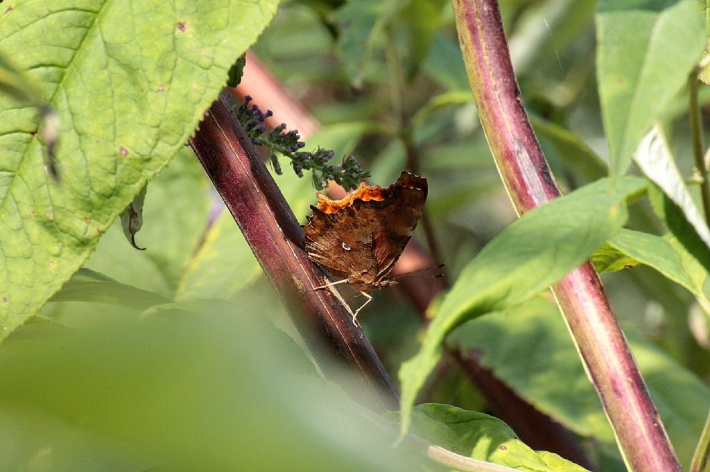 Polygonia c-album